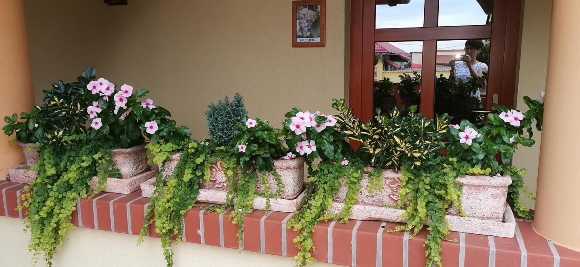 Vitis Vendeghaz Hotel Becsehely Exterior foto